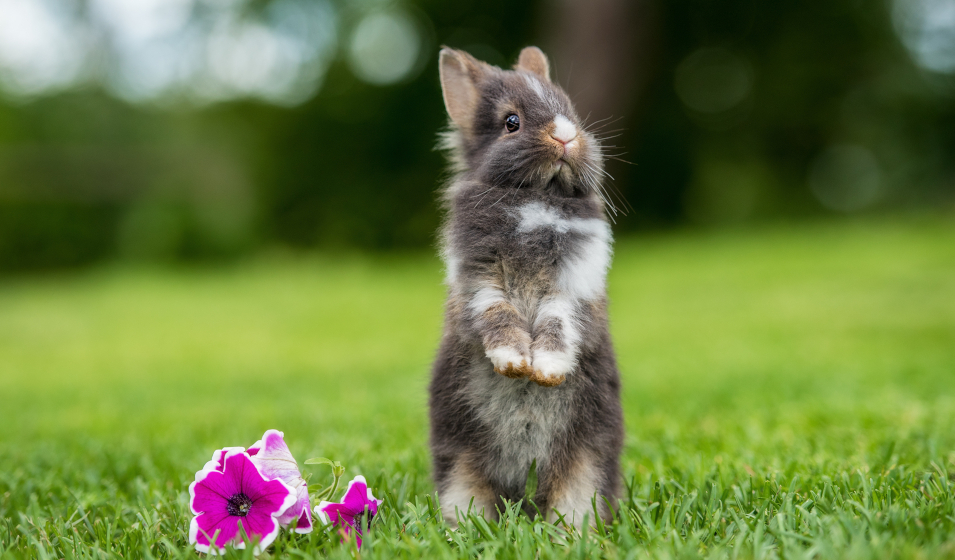 Comment comprendre et interpréter le comportement du lapin nain