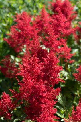 Astilbe Plantation Entretien Et Floraison Gamm Vert