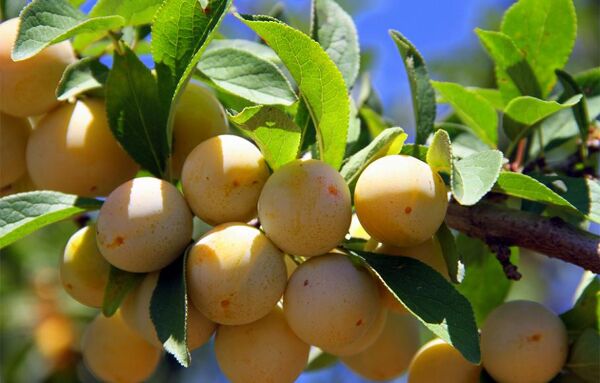 La Pollinisation Du Prunier Gamm Vert