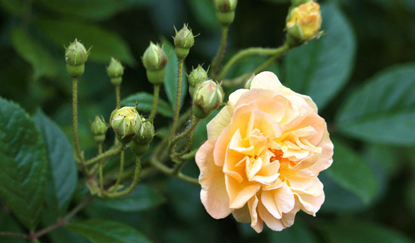 Comment Bien R Ussir Le Bouturage D Un Rosier Jardiland