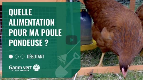 Quelle Alimentation Pour Ma Poule Pondeuse Gamm Vert