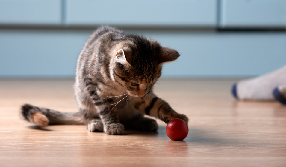 Comment bien nourrir un chat qui reste à l intérieur Jardiland