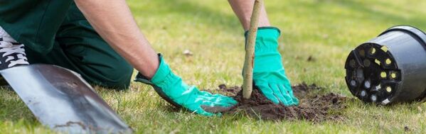 Planter Un Arbre Fruitier En Racines Nues Gamm Vert