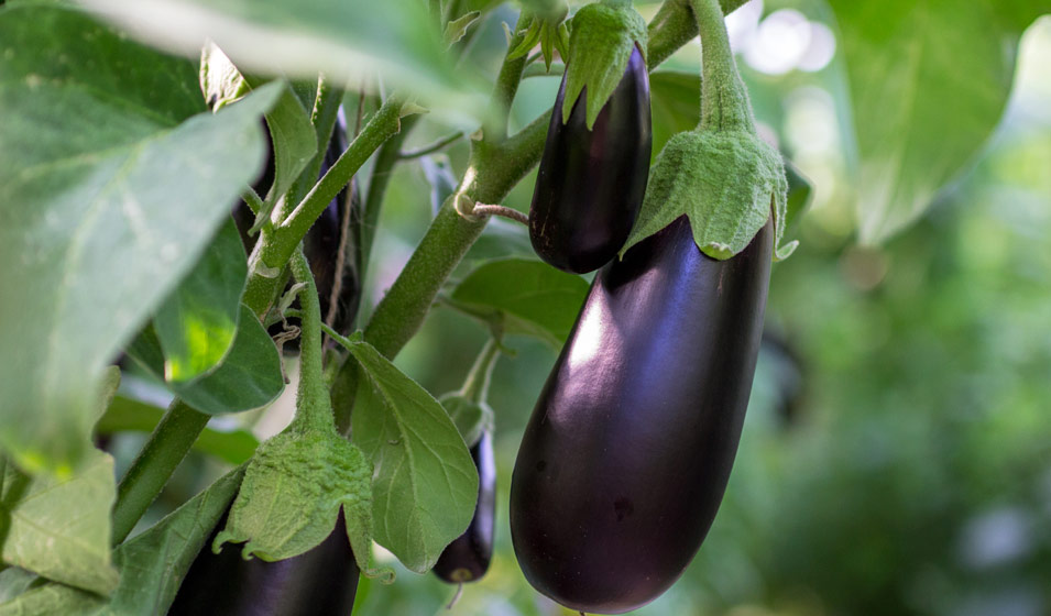 Quels L Gumes Planter En Mai Jardiland