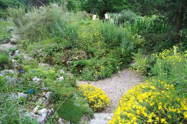 Indispensables Les Plantes Couvre Sol Gamm Vert