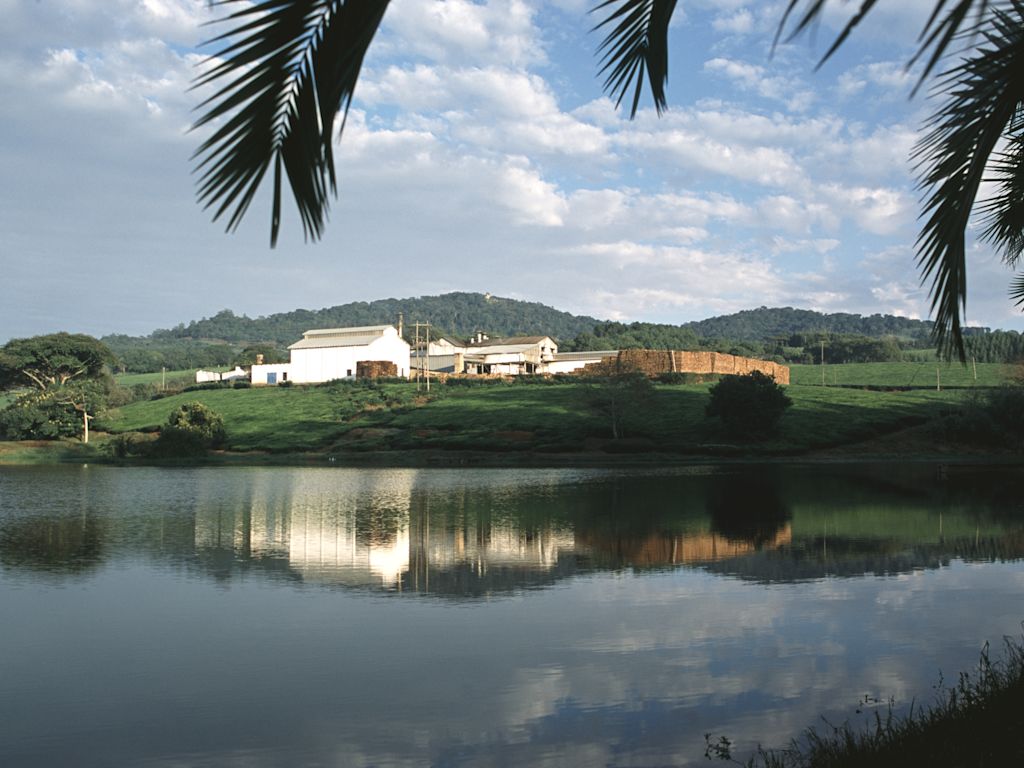 I tè del Malawi