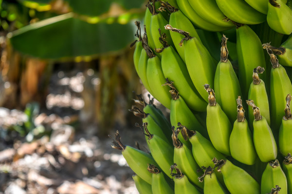 Bio Estimulación al Retorno en finca Bananeras