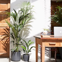 Some houseplants from Patch Office Collection thumbnail