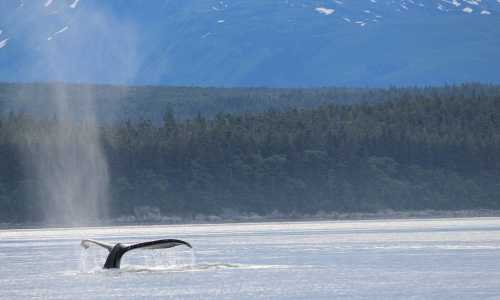 Image for Whale Acoustics Webinar from the Gulf of Alaska