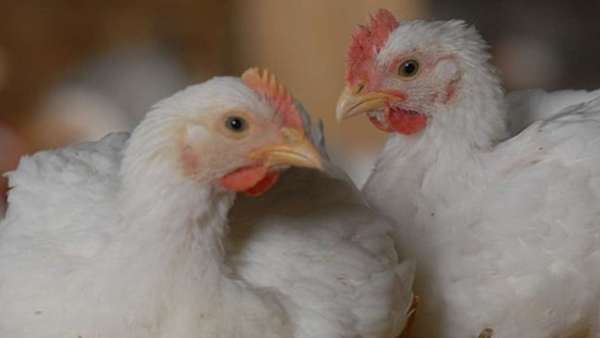 Chicken