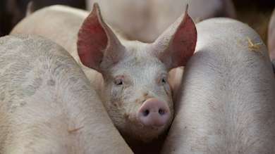 Buy our 100% British pork