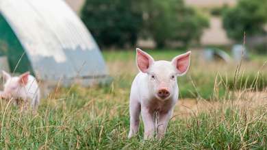 Pigs Pig Piglet Sow Boar Pork Farm Outdoor