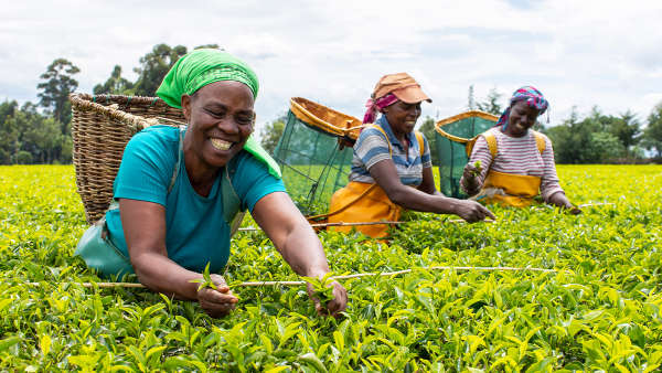 Fairtrade tea producers' hero