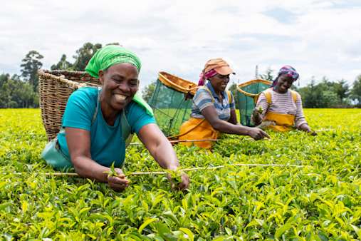 Fairtrade Logo
