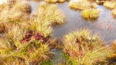 How our peatland restoration project is helping to tackle climate change