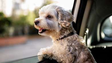 A dog looking out a car window