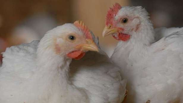 Free range chickens