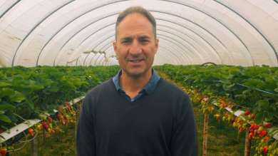 Behind the scenes with British strawberry growers