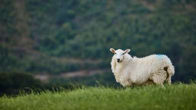 Welsh Lamb Sheep Outdoor Livestock Farm