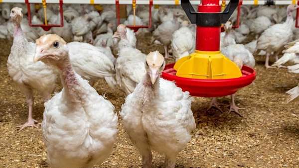 Turkey farm
