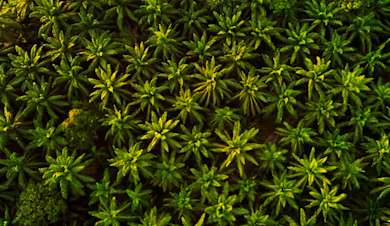 Sustainability palm oil report