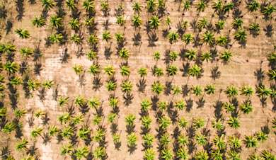 Campaigning for reforestation