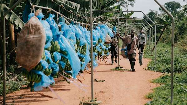 Fairtrade bananas: hero