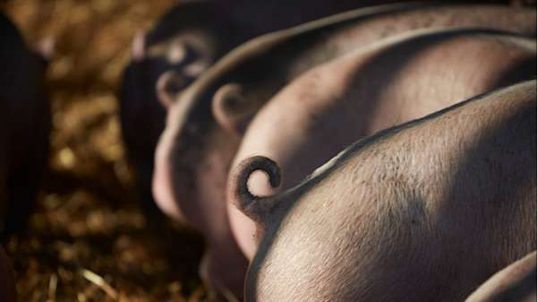 pigs