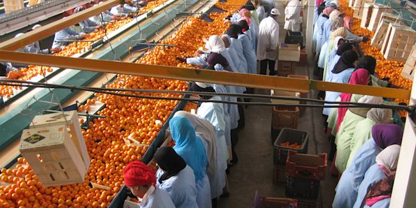 Ethical trading: hero image: citrus factory