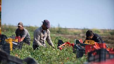 Ethical trading: our commitment: Italian agriculture image