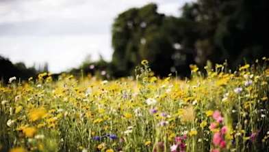Funeralcare flower image