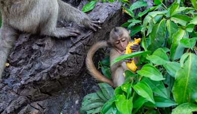 Working with Chester Zoo