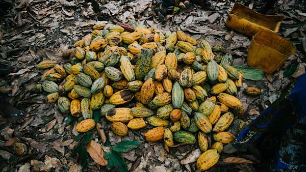Fairtrade cocoa: hero image