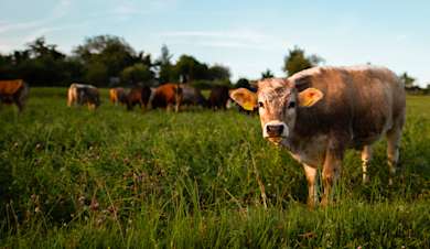 Sourcing animal feed