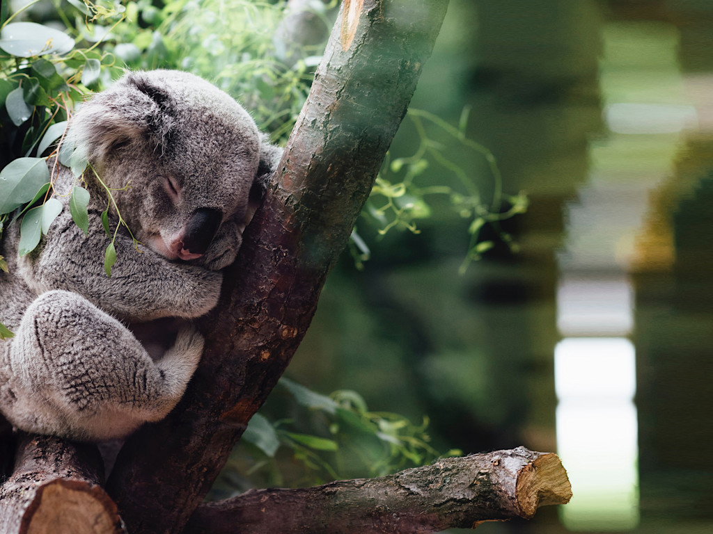 mattress-adopt-koala