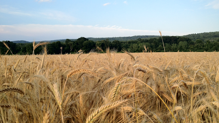 WheatField