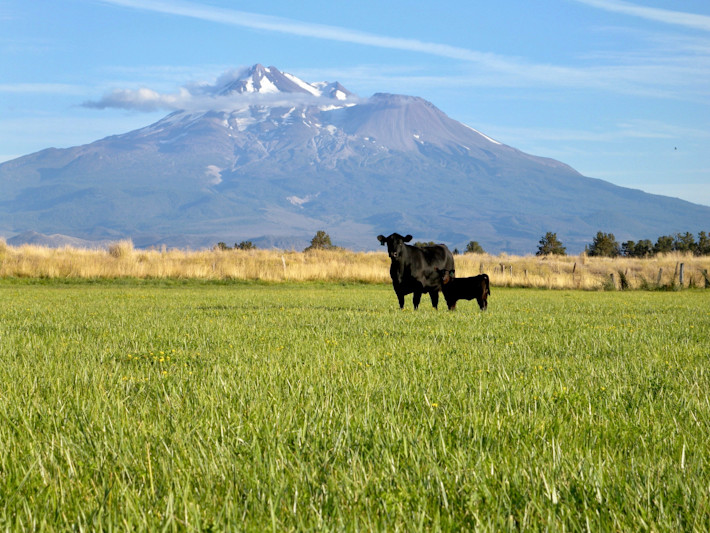 HartFarmCows