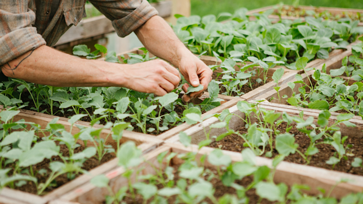 Future-Farming-greens