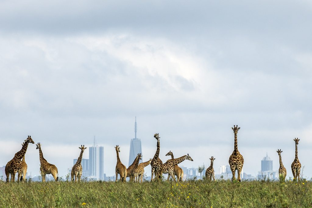 2 CATERS giraffes in the city 003-1024x683