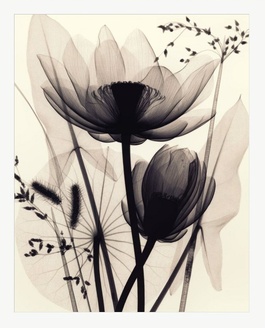 lotus