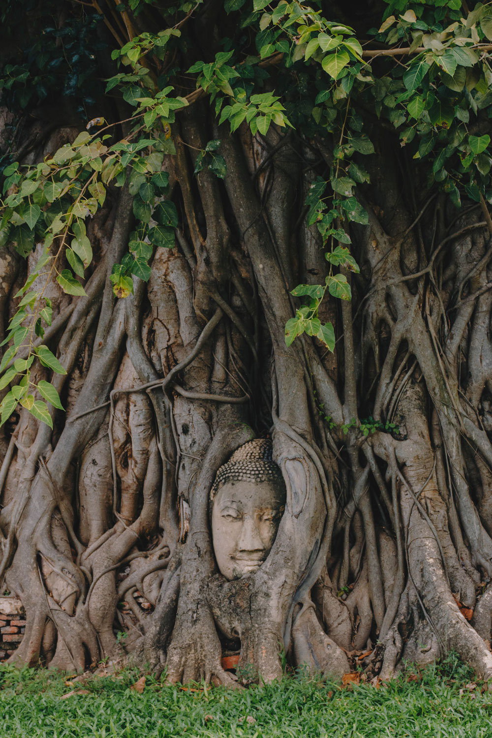 Buddha