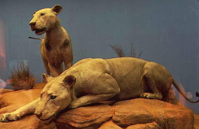 The Field Museum Tsavo Lions