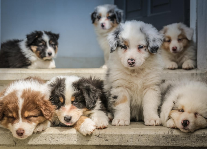 How to prevent pet theft