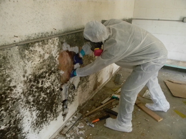 Mold basement