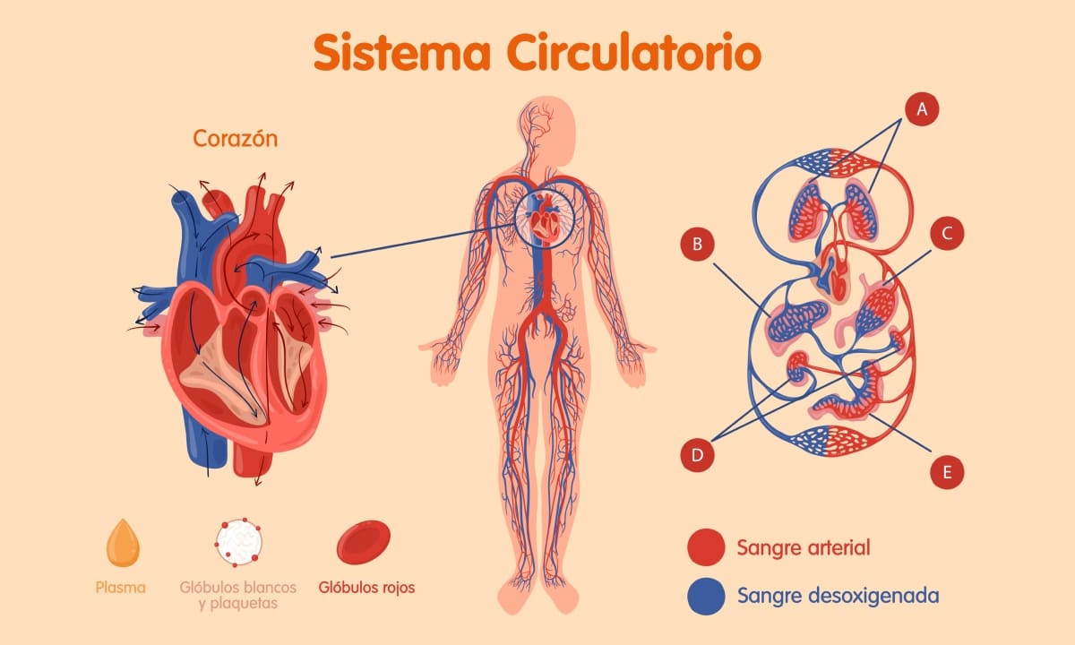 dia mundial del corazon
