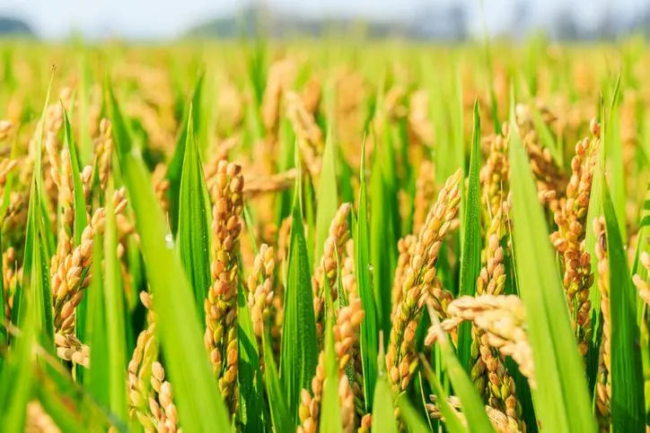 GettyImages-622925154 rice GettyImages-622925154 rice