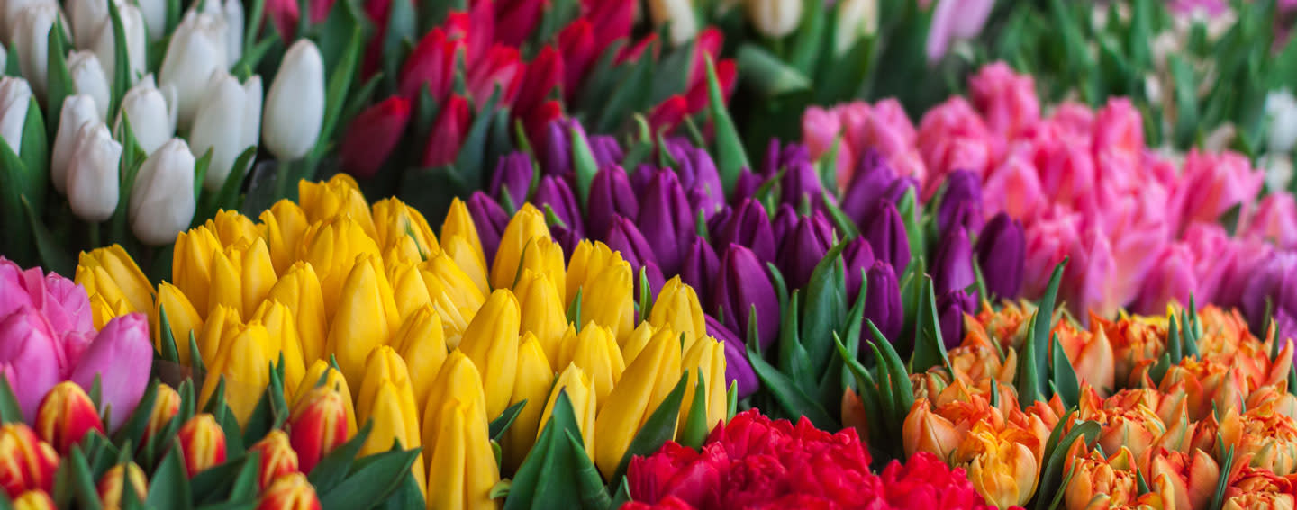 flowershero flowershero