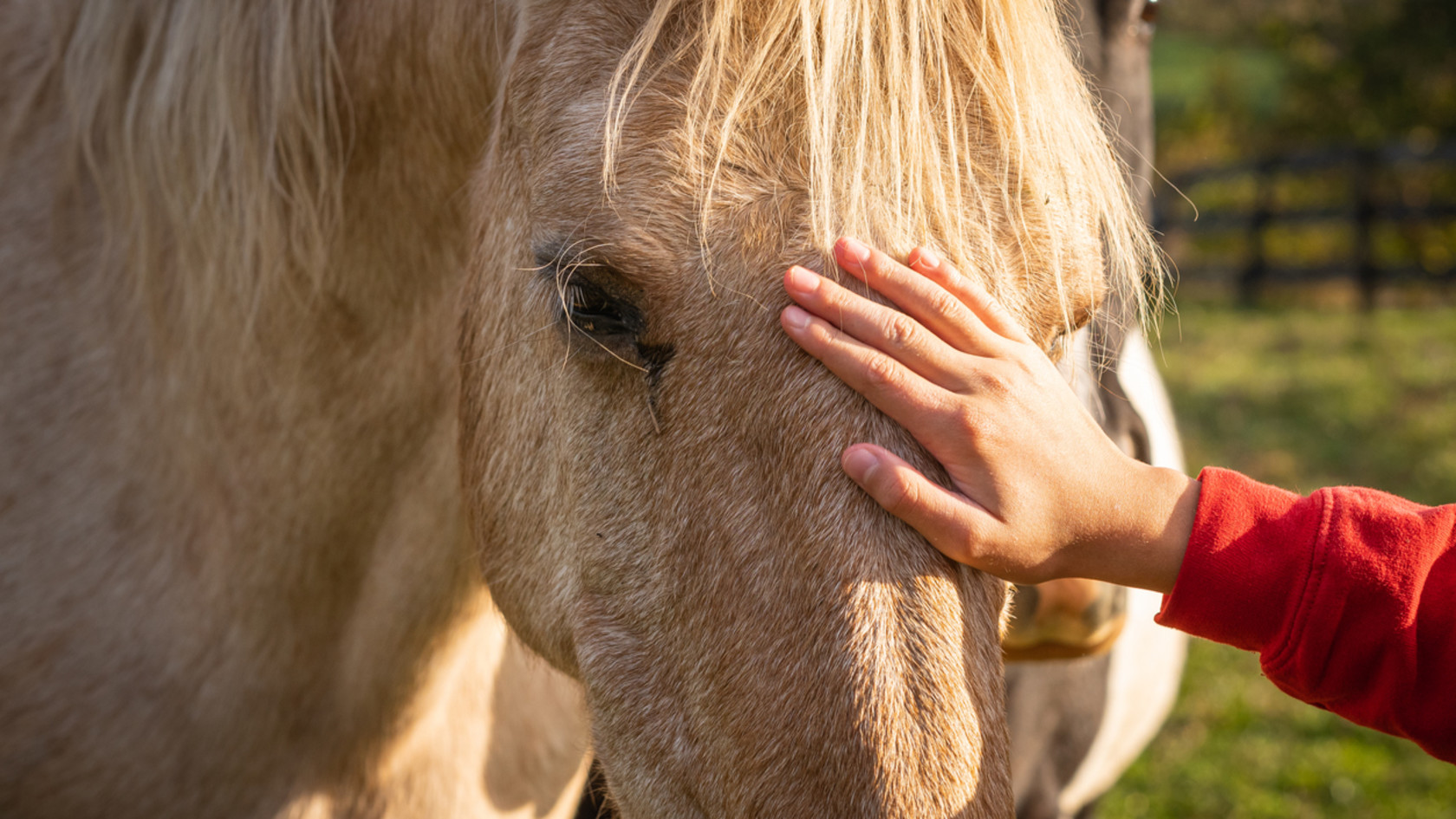 Horse-assisted therapy