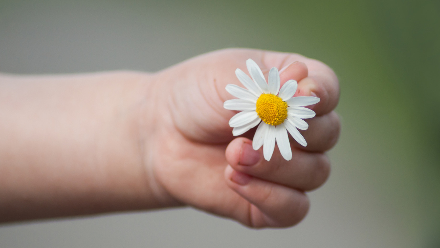 Child's hand and daisies