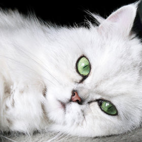 Rassenvoer - Perzische kat - kat